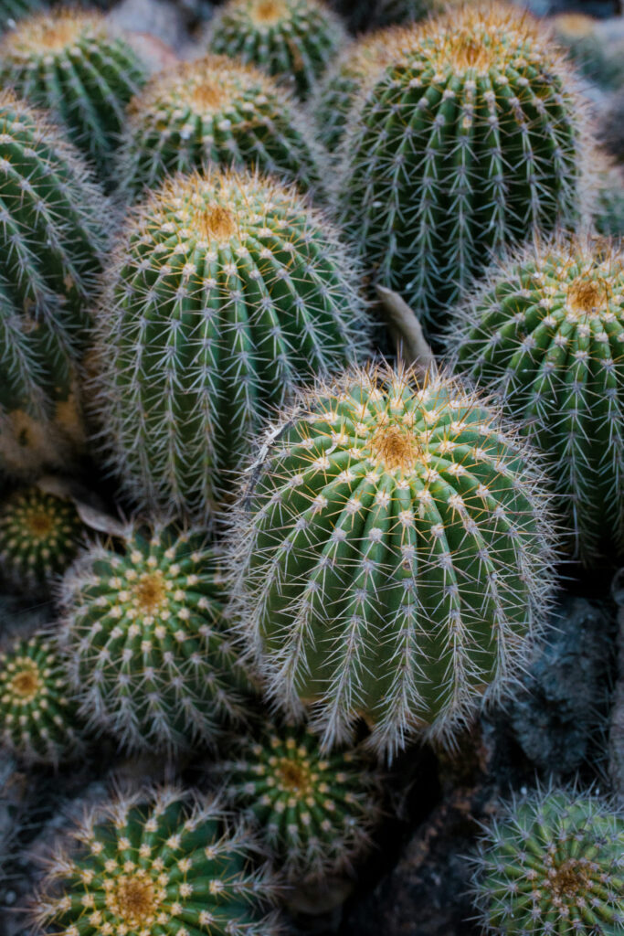 fond cactus