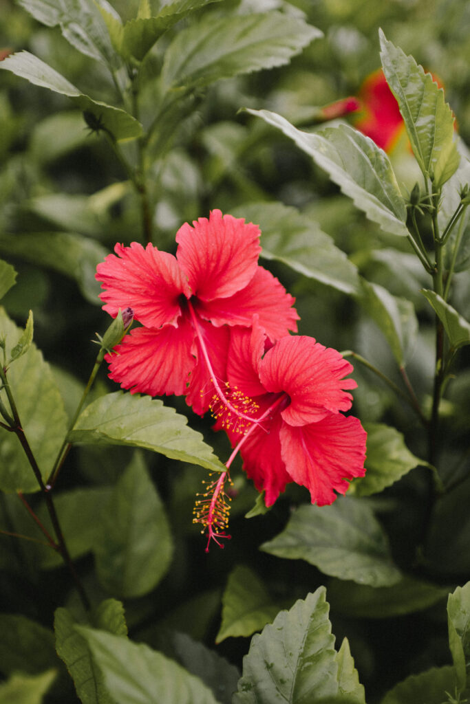 fond hibiscus