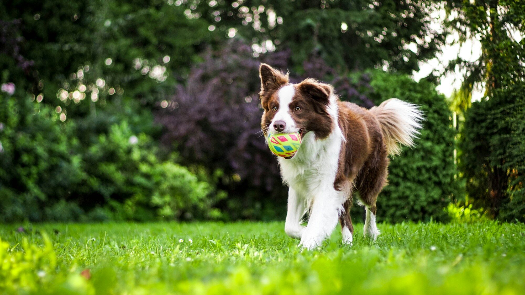 chien marron qui court vers nous avec une balle dans la bouche