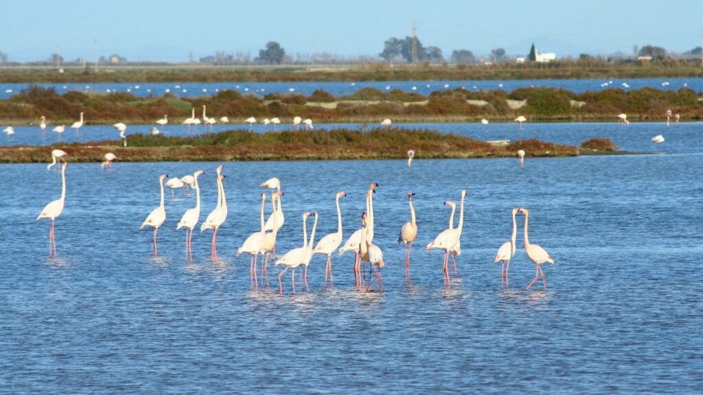 delta de lebre